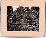 Oogsten van nootmuskaat