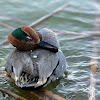 green winged teal