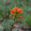 Indian Paintbrush