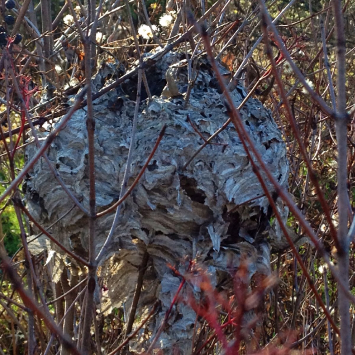 Abandoned hornet nest
