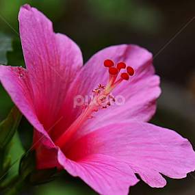 The soul by Priyank Jha - Flowers Flowers 2011-2013