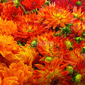 Orange You Glad? by Jennifer Wheatley-Wolf - Flowers Flowers in the Wild