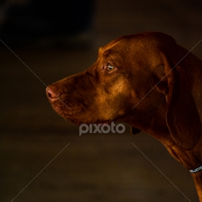 In the limelight by Angeline JoVan - Novices Only Pets