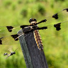 Twelve-spotted Skimmer