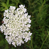 Queen Anne's Lace