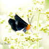 White-tipped Black Moth