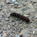 8 Spotted Forester Caterpillar