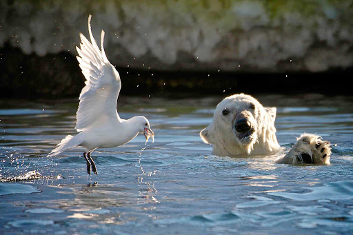 Svalbard-Fram-polar-bear-bird-water - Experience the glorious sight of wildlife in their natural habitat as you cruise through Norway's Svalbard on board Hurtigruten's Fram.