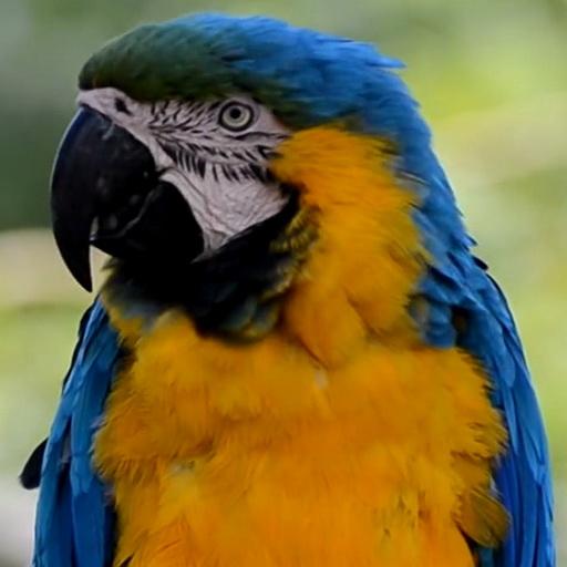 Parrot Live wallpaper 個人化 App LOGO-APP開箱王