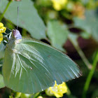 Lemon Emigrant