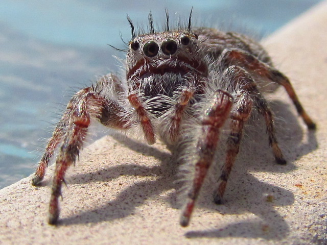 Female Jumping Spider