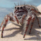 Female Jumping Spider