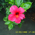 Hibiscus