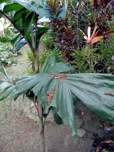 fishtail palm