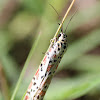Salt & Pepper Moth (Heliotrope Moth)