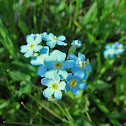 Wood Forget-me-not