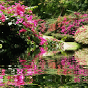 Reflecting Garden Live wallpap