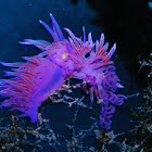 Nudibranchia with eggs