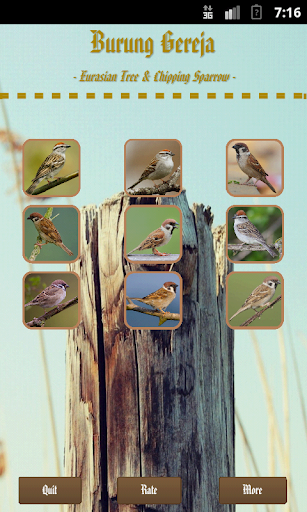 Eurasian Tree Chipping Sparrow