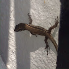 Balkan wall lizard