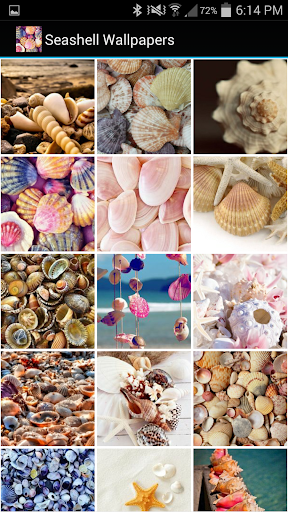 Seashell Wallpapers