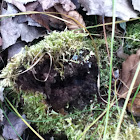 Irish moss