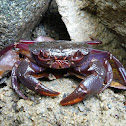 Freshwater Purple Crab