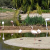 Greater Flamingo 
