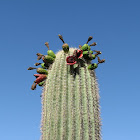 Saguaro fruit