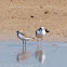 Kentish Plover; Chorlitejo Patinegro