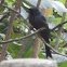 Greater Racket-tailed Drongo - male