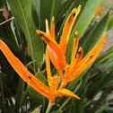 Heliconia 'Orange Parrot'