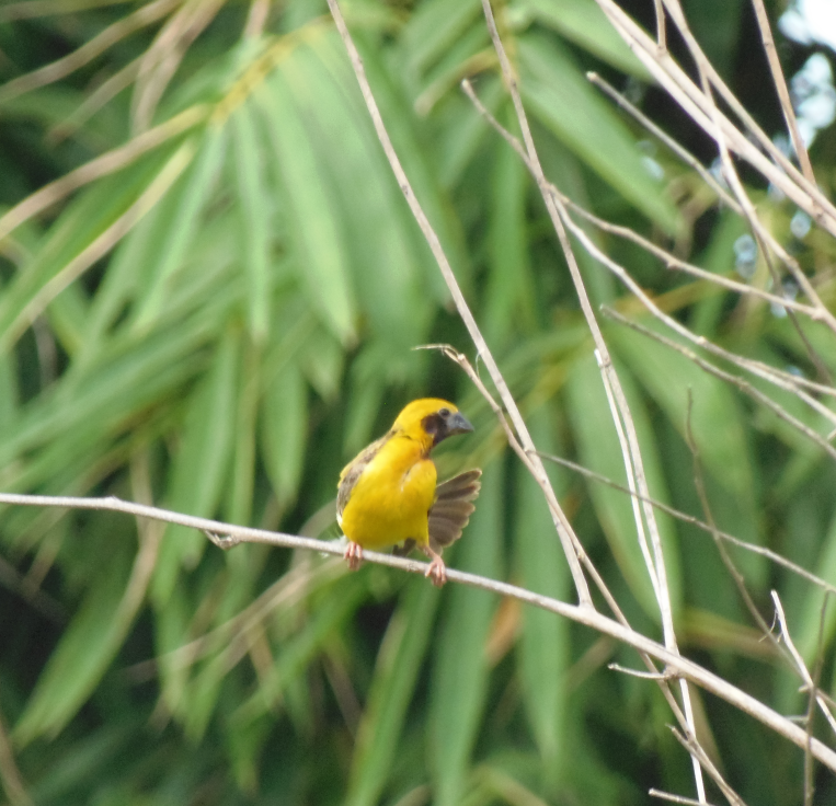 Asian Golden Weaver