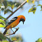 Altimira Oriole