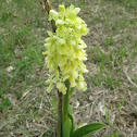 Elder-flowered Orchid / Zovina orhideja