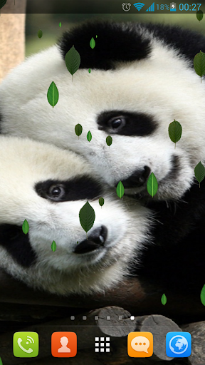 Sweet Pandas Live Wallpaper