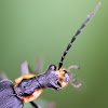 Soldier beetle, lightning bug mimic?