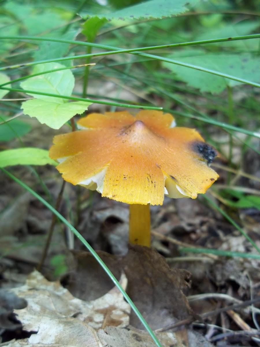 Witch's hat Mushroom