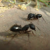 Common Godzilla Ant