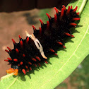 Common Rose Caterpillar