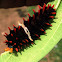 Common Rose Caterpillar