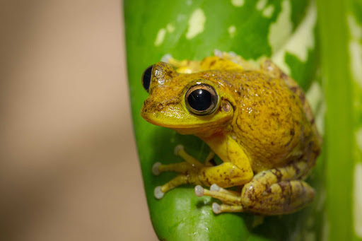 A tropical frog gets all big-eyed in the Cayman Islands.