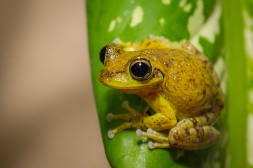 Cayman-Islands-tropical-frog - A tropical frog gets all big-eyed in the Cayman Islands.