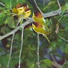 Chestnut-headed Bee-eater