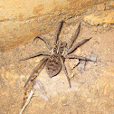 Wolf Spider