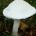 White Fly Agaric