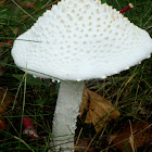 White Fly Agaric