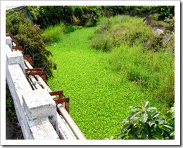 綠河