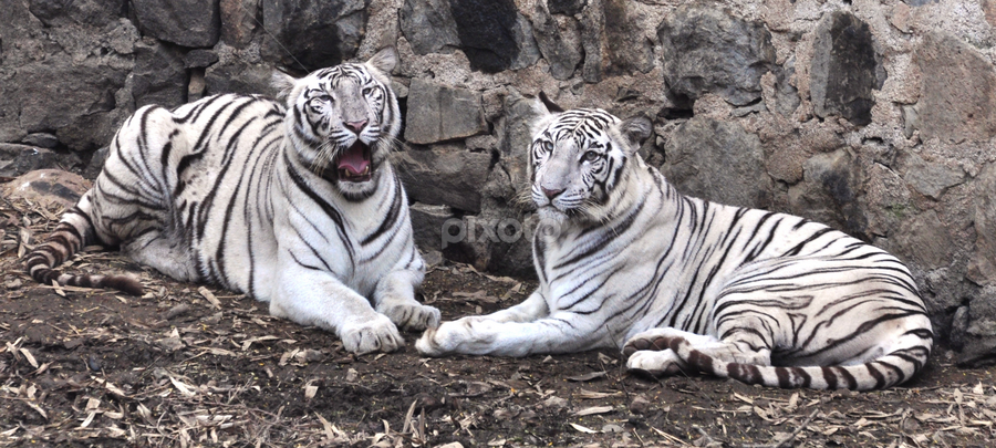 Roar by Krishna Tangutur - Animals Lions, Tigers & Big Cats