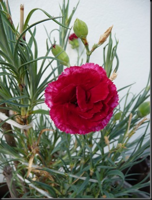P1010151
